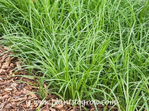 Creeping Liriope (Liriope spicata)